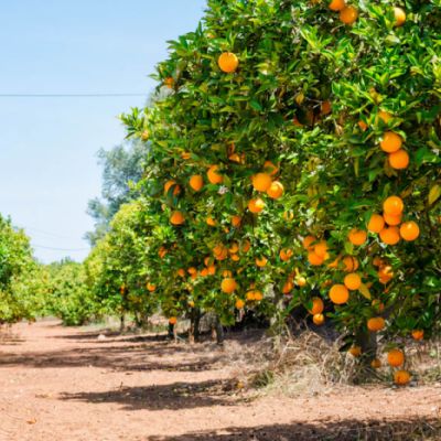 You Don't Have to Live in Florida to Grow a Lemon Tree