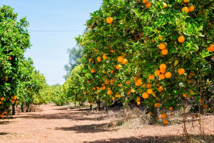 You Don't Have to Live in Florida to Grow a Lemon Tree