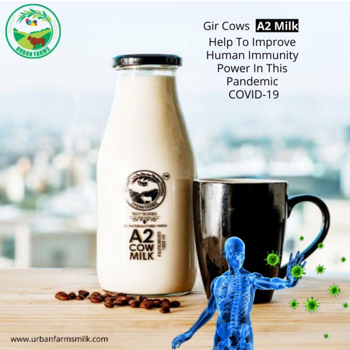 Urbanfarmsmilk Provide Gir Cows A2 Milk in Pune Help To Improve Human Immunity Power In This Pandemic COVID-19