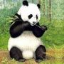 wenyue