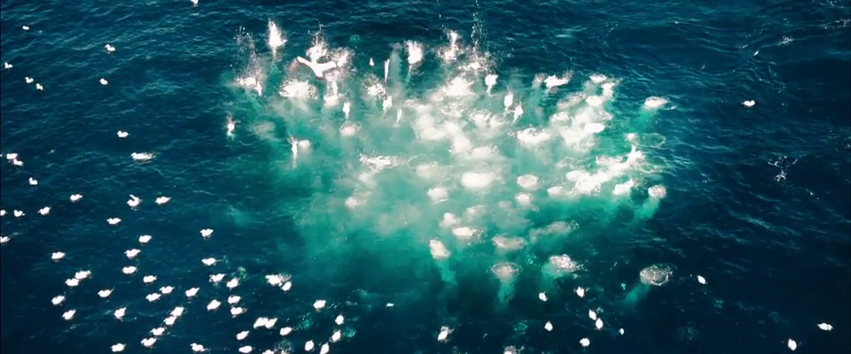 Ocean Blue
